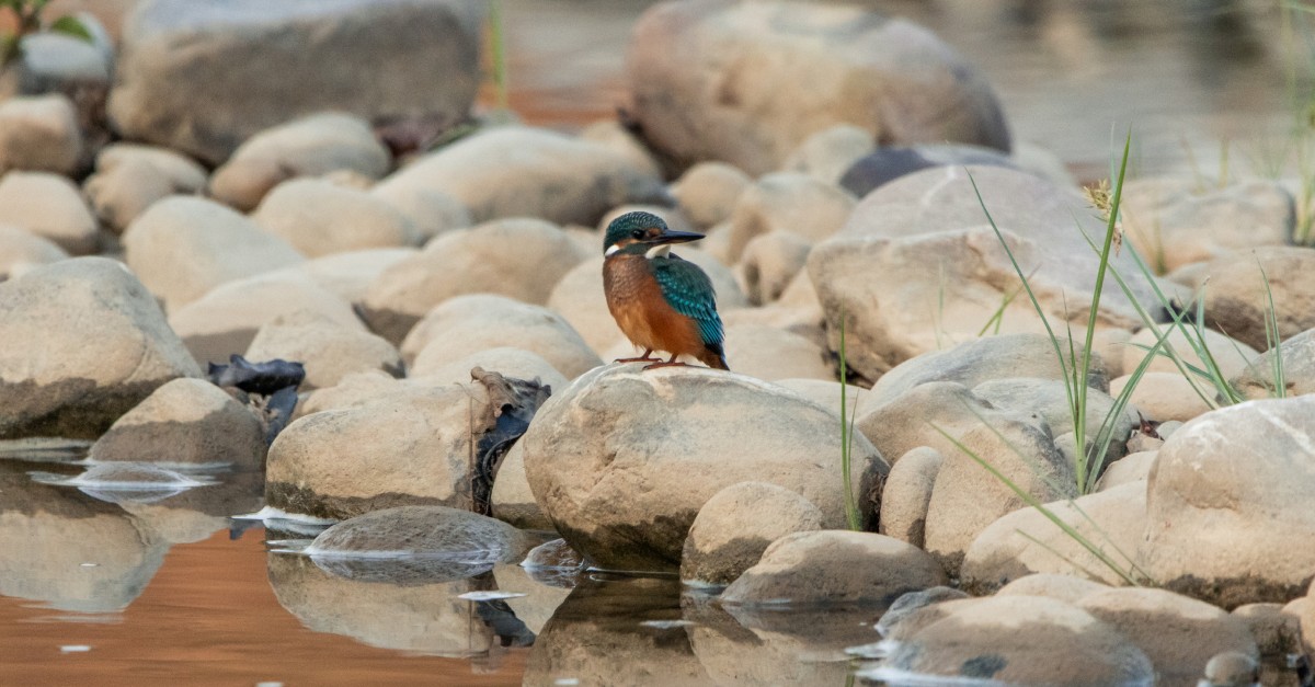 Día Mundial de las Aves 2026